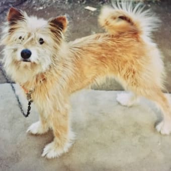 昔の犬