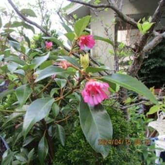 ロドレイアの花