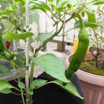 衣紋掛けがほしい