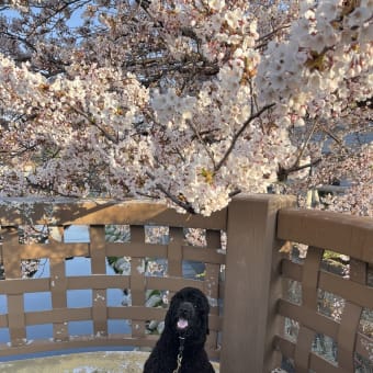 ご近所花見🌸