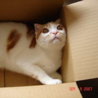 狭いところに入りたくなる。