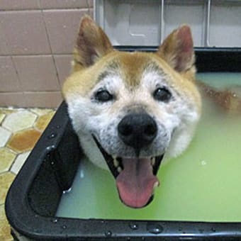 7月9日（火）　きなこ・やよい…3.96km、龍市…徒歩散歩
