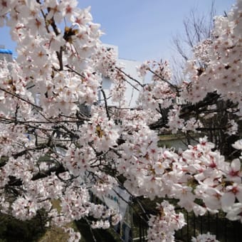 お花見会(^-^)