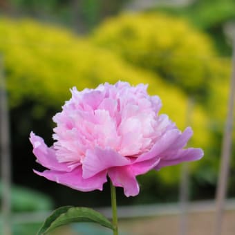芍薬