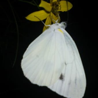 夜の蝶と。