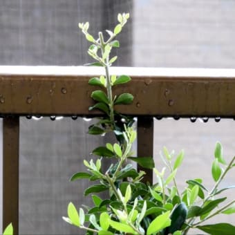 今日いち-2025年7月16日