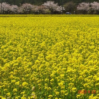 菜の花を求め