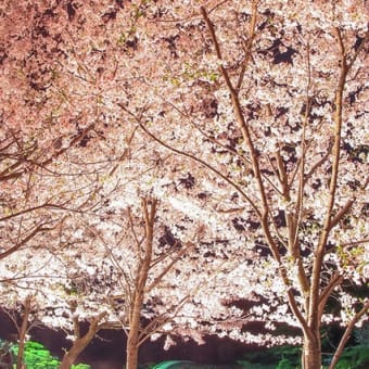 広島の風景～桜ざんまい