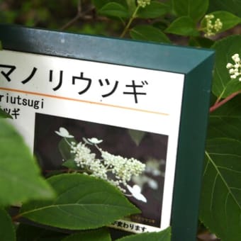 巣立ち前の長元坊