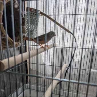 また産んだ🐦