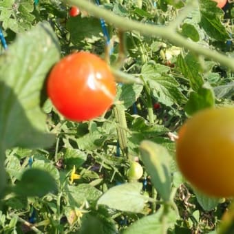 暑くても､食欲あり、餅を搗いて菎蒻作って・・・・・・