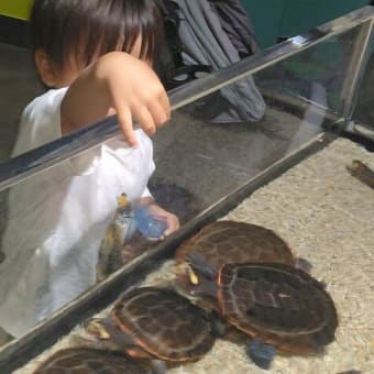 久しぶりに孫くん(^o^)
