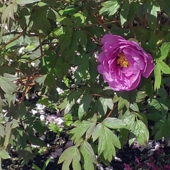 わが家の花便り（写真追加）