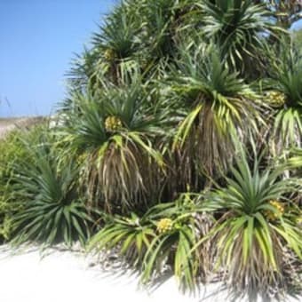 2010年3月 硫黄島　慰霊墓参訪問（４） タコの木の低い場所になっているタコの実　