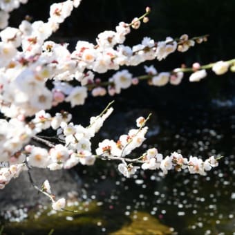 水面
