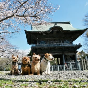 今年のお花見