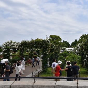 あじさい狩り　神奈川県横浜市中区山下町　山下公園（3）もう、あじさい満開？