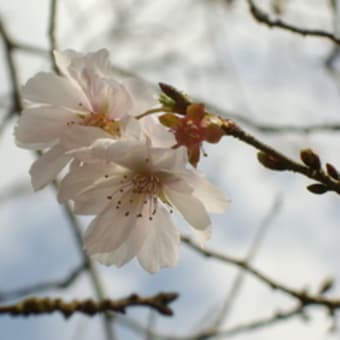 季節はずれの桜が