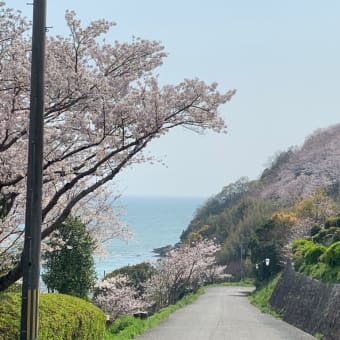 赤穂御崎の桜