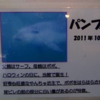 下田海中水族館［2回目］