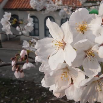 桜便り。