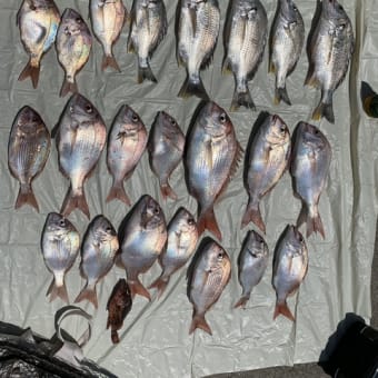 画像一覧 孝好丸 今日の釣果 画像一覧 孝好丸 今日の釣果