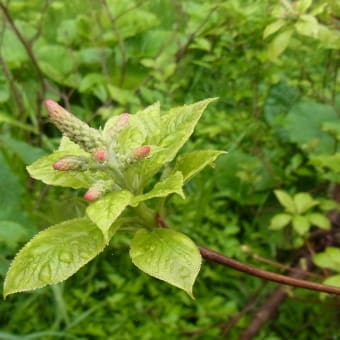 リョウブ：令法（花より蕾？）