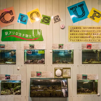 淡島水族館2Fの生き物 FILE:8　クローズアップ水槽
