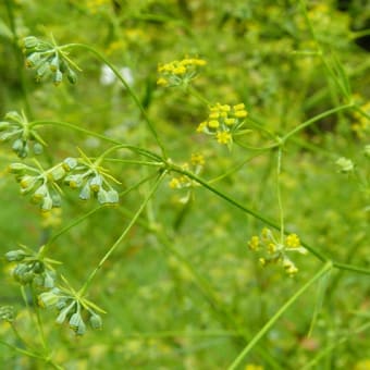 薬草園探検　～　サイコ、マオウ、ジオウ