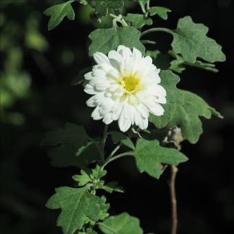 アシズリノギクの花の変異2種。 色々な花にはそれぞれ見事な花の変異や育種・・・