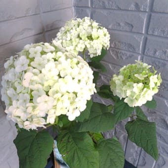紫陽花。
