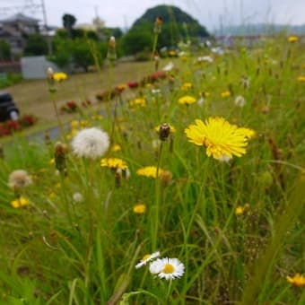 たんぽぽ発見！と、乙女な日傘