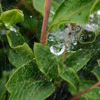 庭の探索と蜘蛛の糸