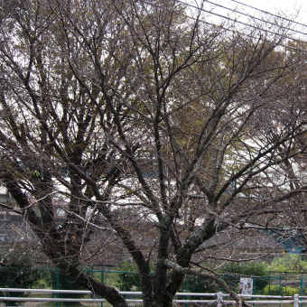 桜
