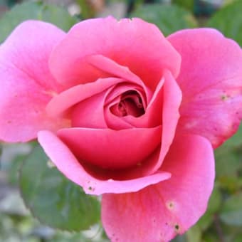 2020年のバラの開花宣言