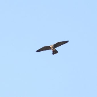 鷹の渡りを見に伊良湖岬へ行きました