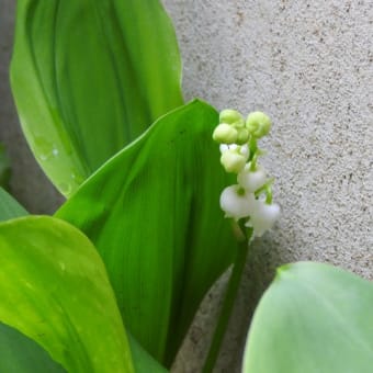 新しい時代に咲く