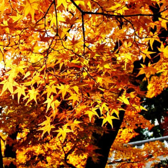 京都へ行こう・・・少し遅めの紅葉を満喫。
