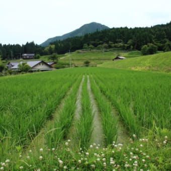 2012年西粟倉村「湯の里　米づくりオーナー制度」・田植えから「42日」過ぎました「2012年6月24日」♪　その2