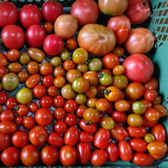 【収穫】とまと、おくら【管理】オクラ、さつまいも、枝豆、トマト、にんじん