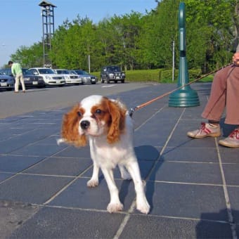 【愛犬日記】６ヶ月歳 体重は７ｋｇになりました