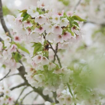 せっかくの桜の季節だったのに