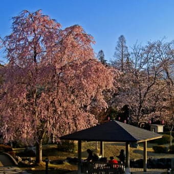 春の富士山－１／４．富士宮浅間神社