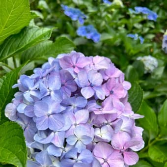 あじさい寺へ♡