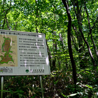 山へ行ったけど暑すぎて、途中で帰ってきました