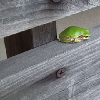 梅雨入り　待ち遠しいです