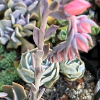 寄せ植え作ろう