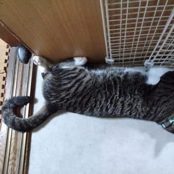 7月8日（火）連日の猛暑でもうグロッキー