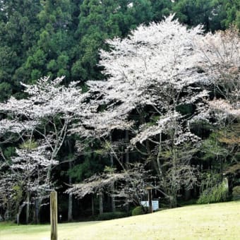 熊野本宮大社 … 心に残る社と杜 ２