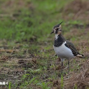 今日の野鳥 ・・ タゲリ ・・今年も ② 。。